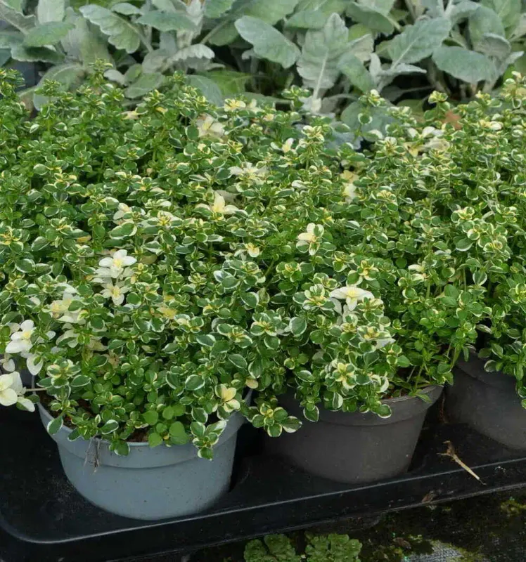 Macierzanka 'Foxley' 