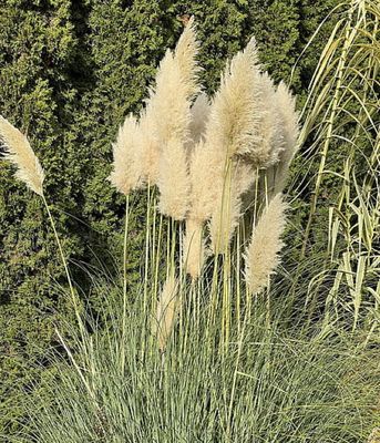 Trawa pampasowa 'Cortaderia selloana'