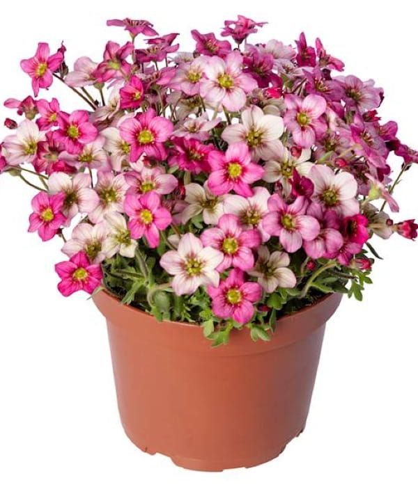 Skalnica 'Alpino Early™ Rose'