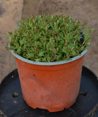 Skalnica 'Alpino Early™ Rose' sadzonka