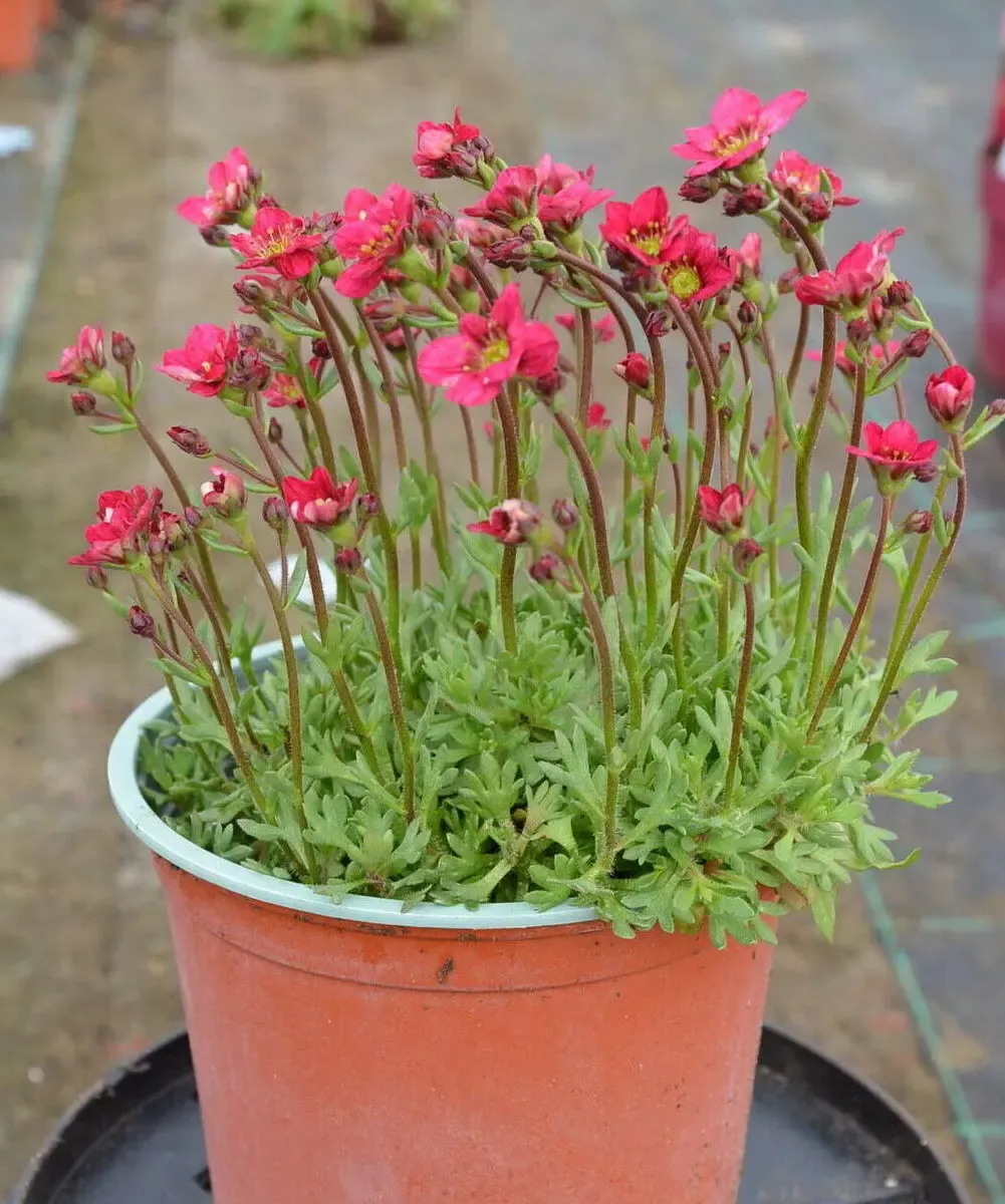 Skalnica 'Alpino Early™ Rose' - sadzonka w doniczce
