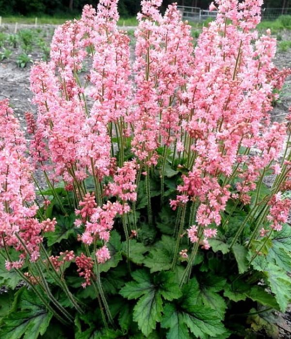 Żurawkotenella 'Pink Revolution'