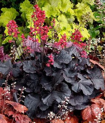 Żurawka Black 'Forest Cake'