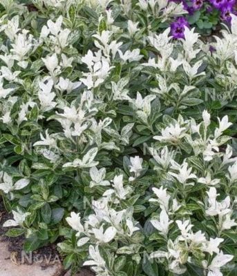 Trzmielina 'Harlequin'