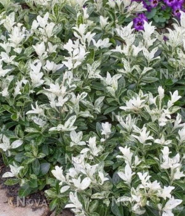 Trzmielina 'Harlequin'