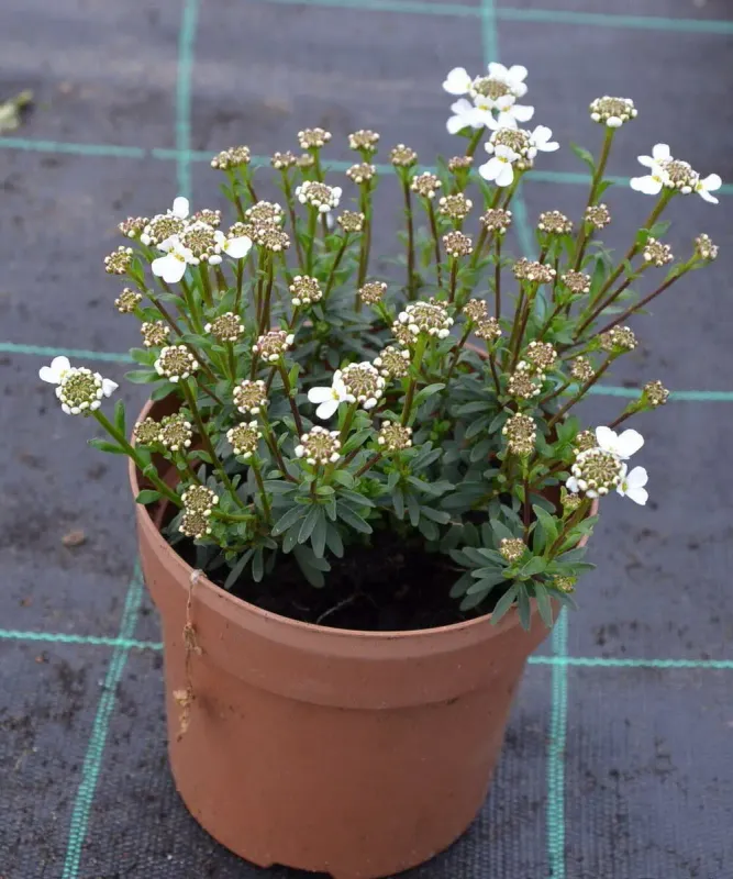 Ubiorek 'Appen' - Sadzonka w doniczce