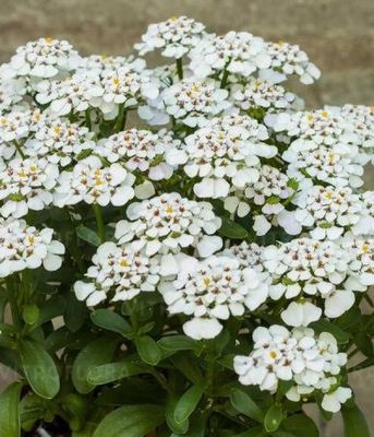 Ubiorek  'Masterpiece'