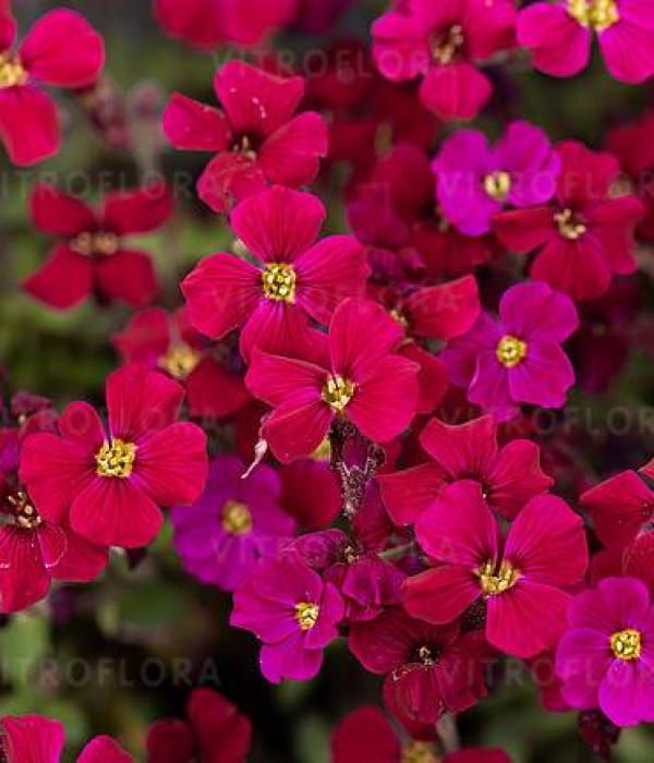 Żagwin 'Axcent™ Burgundy'