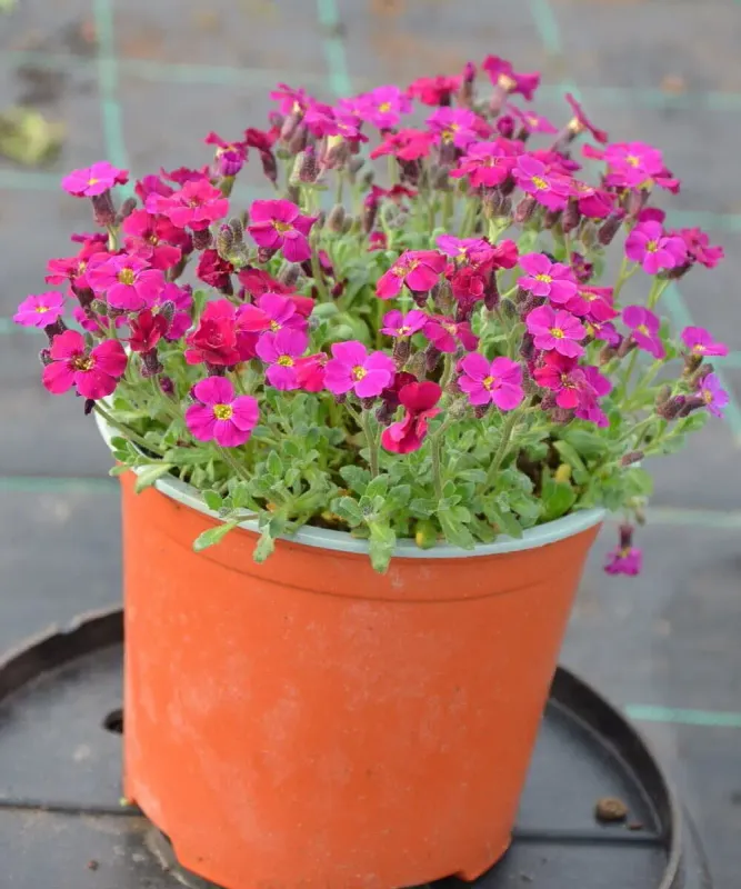 Żagwin 'Axcent™ Burgundy' - sadzonka w doniczce