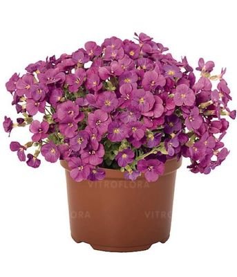 Żagwin 'Rock On Pink'