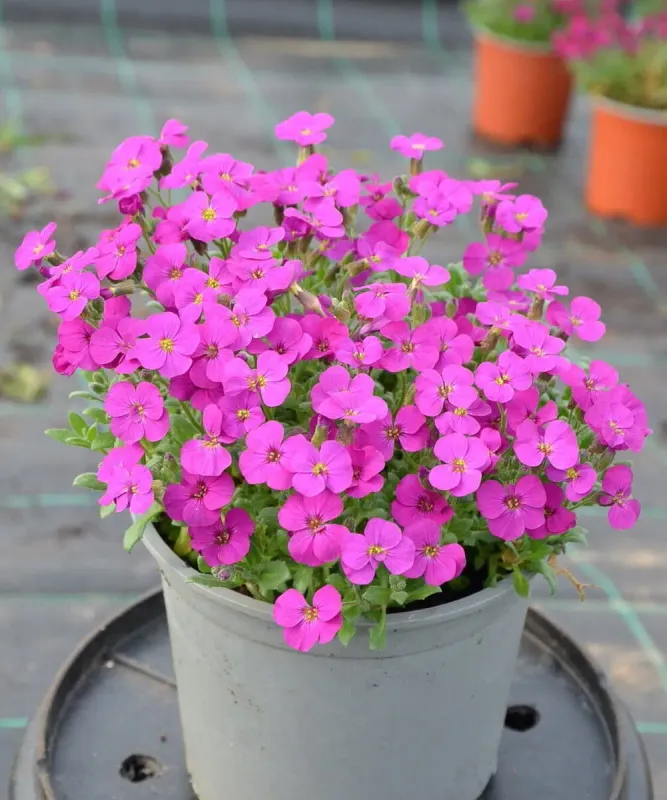 Żagwin 'Rock On Pink' - sadzonka w doniczce