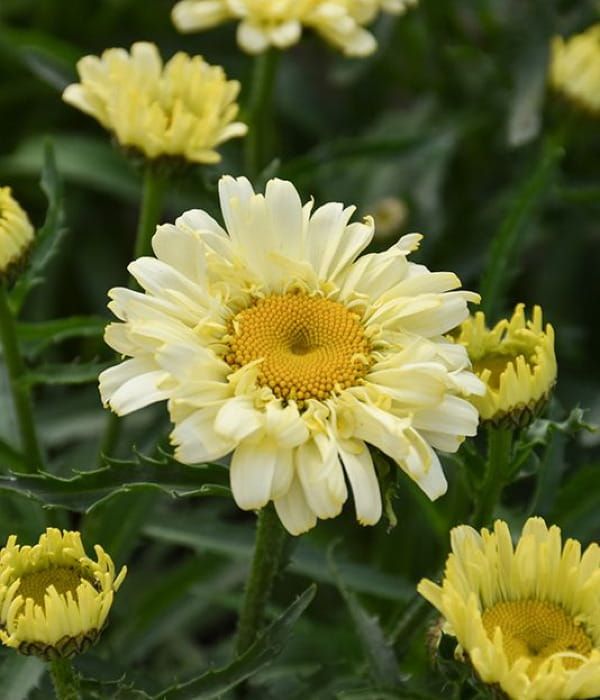 Złocień 'Sweet Daisy™ Izabel'