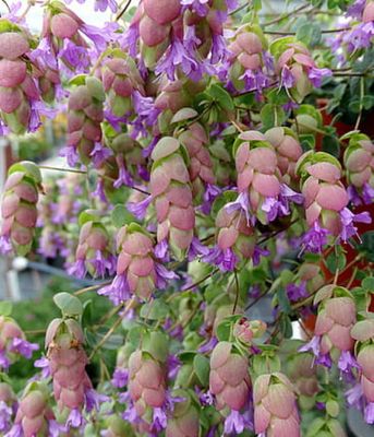 Lebiodka Origanum 'Amethyst Falls'