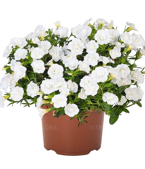 Calibrachoa 'Aloha Double White'