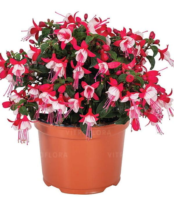 Fuksja 'Ballerina Relevé' - pokrój stojący