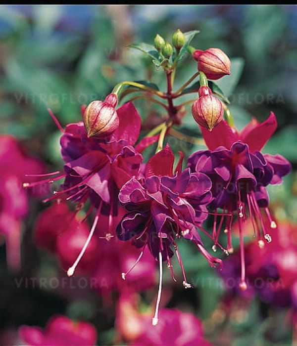 Fuksja 'Winston Churchill'- pokrój  wzniesiony