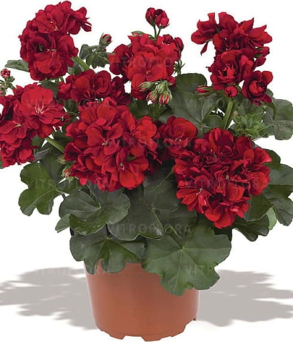 Pelargonia bluszczolistna 'Great Balls of Fire™ Dark Red Atlantic'