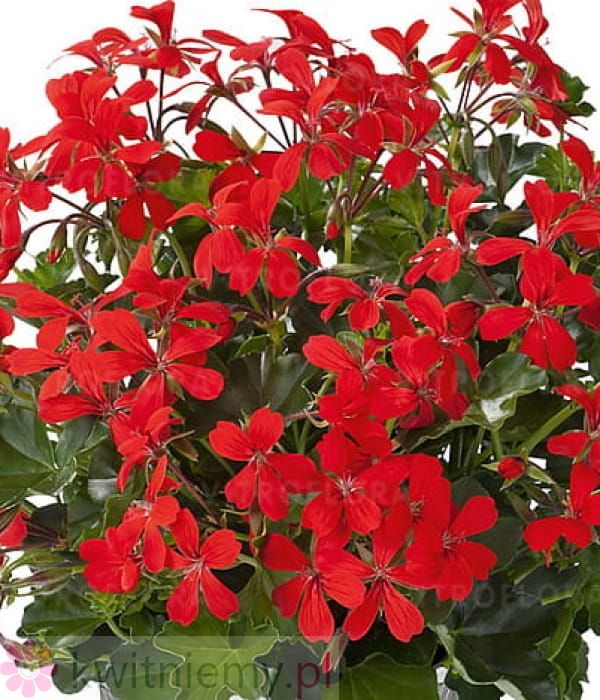 Pelargonia kaskadowa 'Balcon Red'