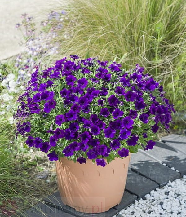 Petunia 'Bubbles Violet Blue' zwisająca