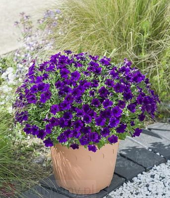 Petunia 'Bubbles Violet Blue' zwisająca