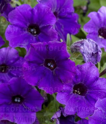 Petunia 'Bubbles Violet Blue'