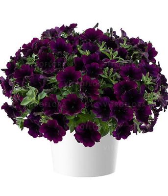 Petunia 'Capella Mullberry'