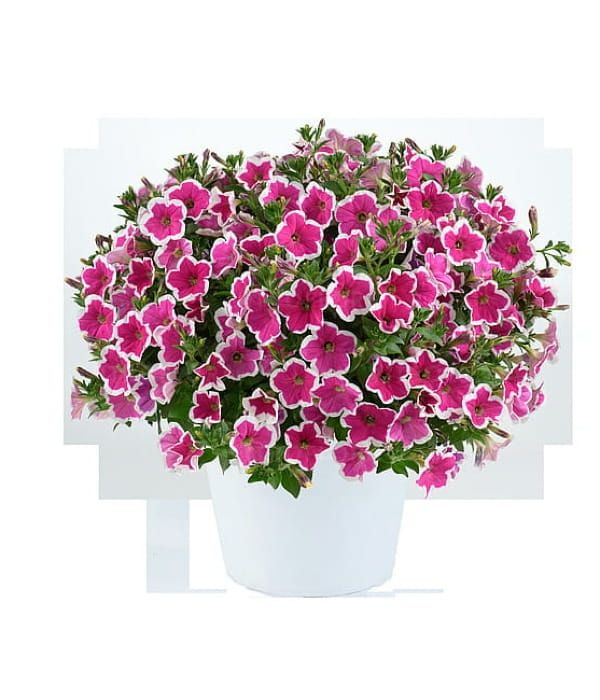 Petunia 'Capella Rim Fuchsia'