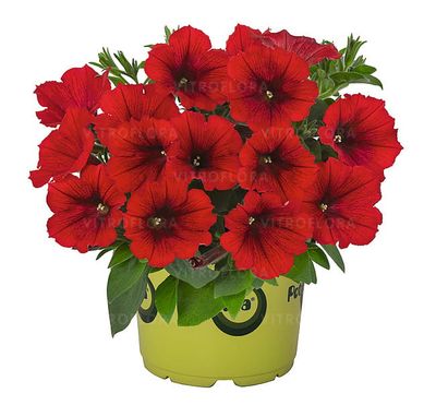 Petunia 'Potunia™ Red Sweetunia'