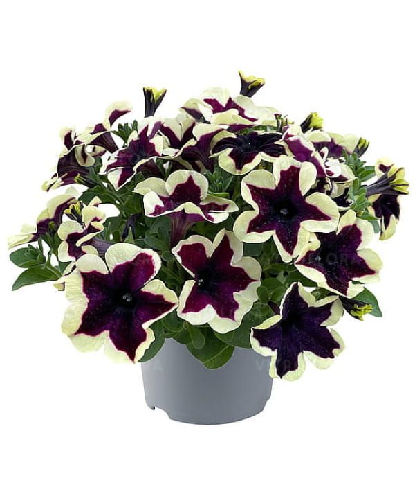 Petunia 'Space Kiss'