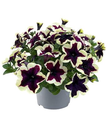 Petunia 'Space Kiss'