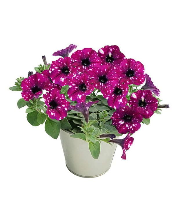 Petunia 'Specials Electric Purple Sky'