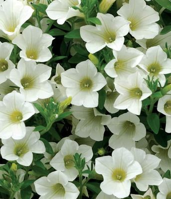 Surfinia 'Table White'