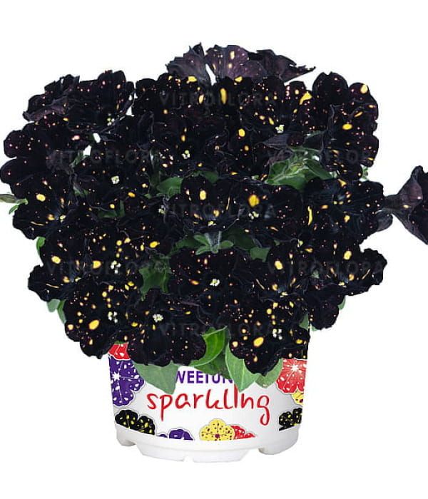 Petunia Sweetunia™ Sparkling Night