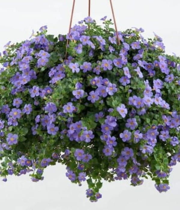 Bacopa Gulliver Blue w koszu wiszącym