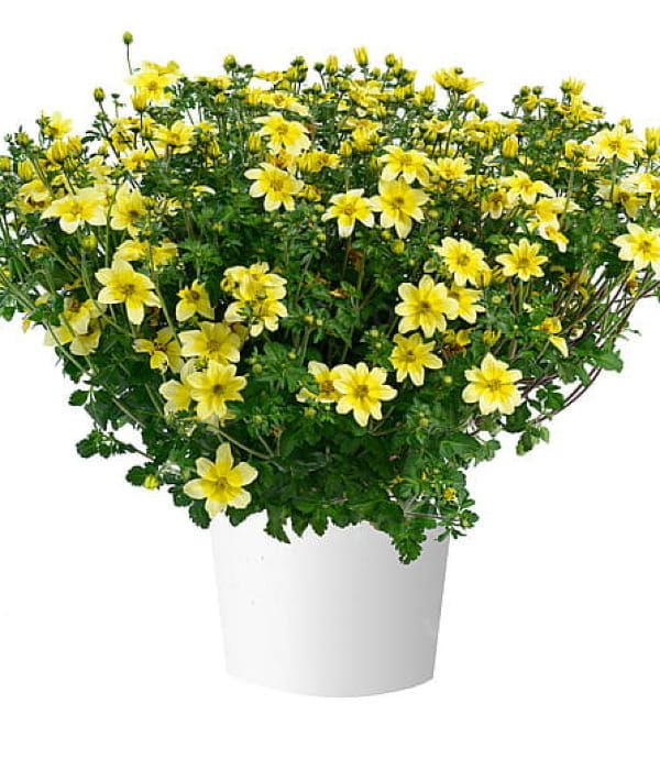 Bidens Timeless Collection Yellow Splash