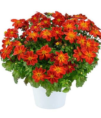 Bidens Blazing Ring Of Fire
