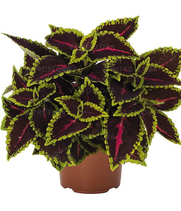 Koleus Main Street Alligator Alley