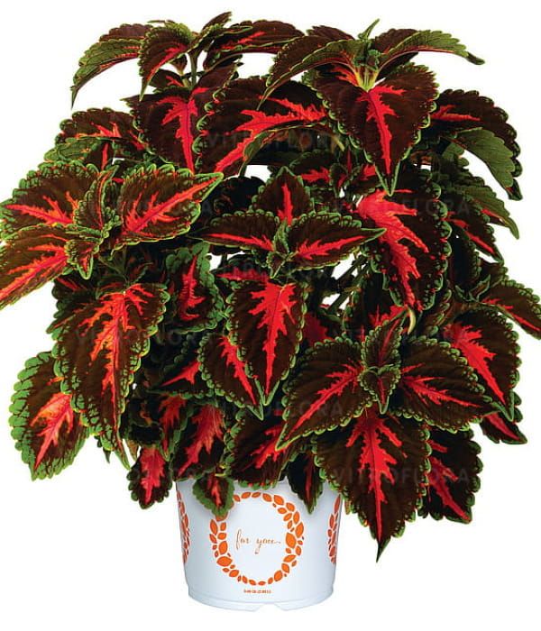 Koleus Main Street Franklin Street