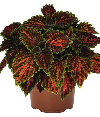 Koleus Stained Glassworks Magnificent Mile