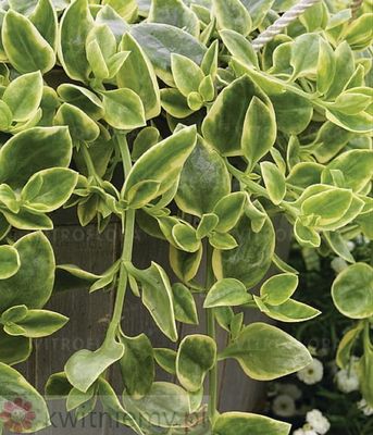 Mezoo Trailing Red – czerwono-zielone liście rośliny płożącej w skrzynce balkonowej