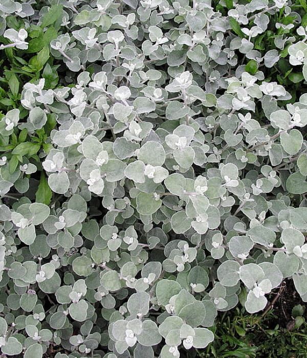 Helichrysum lanatum Silver – kocanki