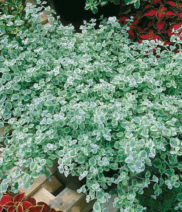 Helichrysum lanatum Silver Mini – kompaktowe kocanki