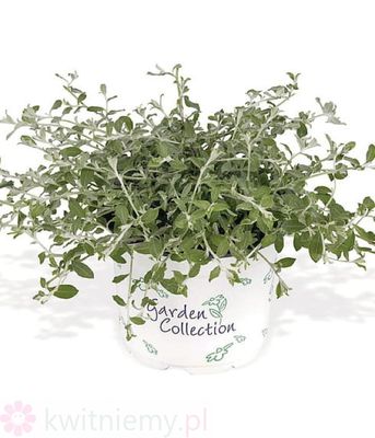 Helichrysum lanatum Silverstar – srebrzyste kocanki