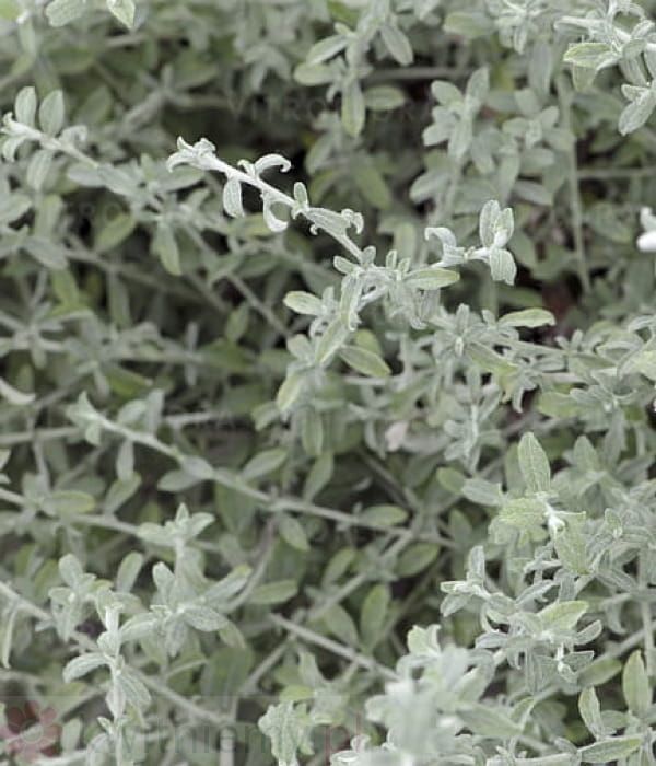 Helichrysum lanatum Silverstar – srebrzyste 