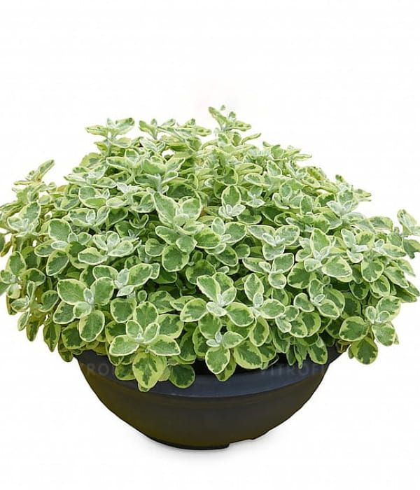 Helichrysum lanatum Variegata – kocanki