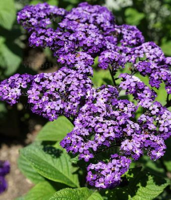 Heliotropium arborescens Marine