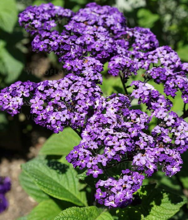 Heliotropium arborescens Marine