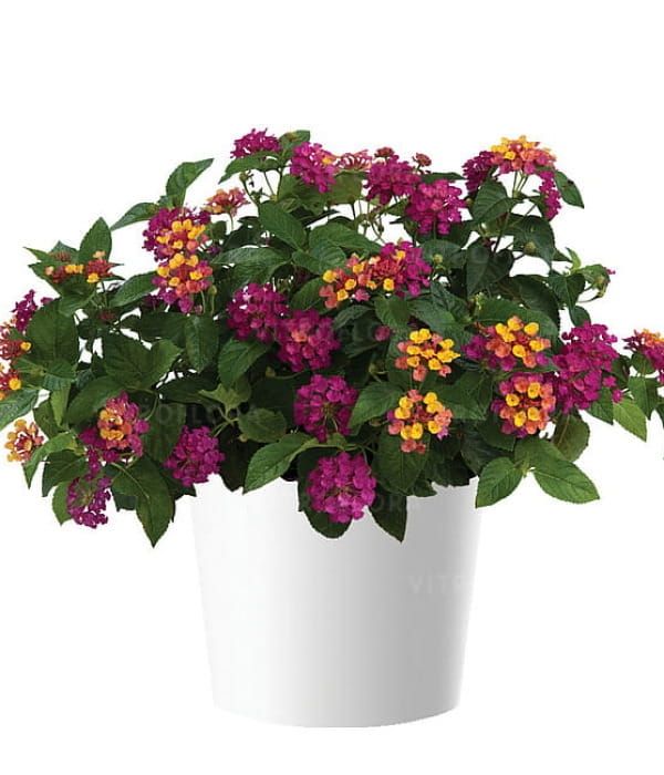 Lantana camara Gem Diva Pink