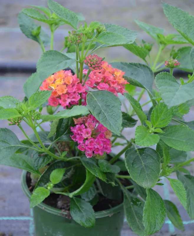 Lantana camara Gem Diva Pink - sadzonka