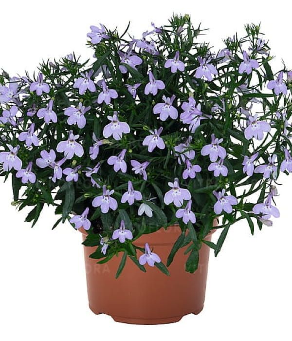 Lobelia erinus Bella Lavender